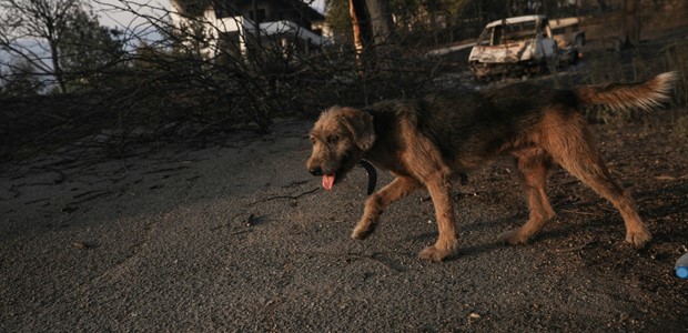 Τροφές για τα ζώα των πυρόπληκτων περιοχών